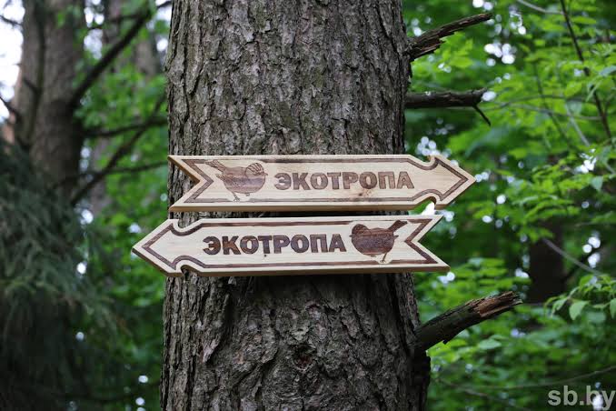 Царство желтоголового королька